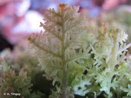 Attēlu rezultāti vaicājumam “Trichocolea tomentella sporophyte”