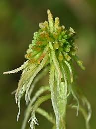 Attēlu rezultāti vaicājumam “Sphagnum angustifolium”