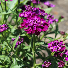 Image result for Schleifenblume