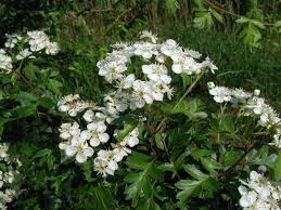 Attēlu rezultāti vaicājumam “Crataegus monogyna subsp. nordica”