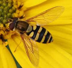 Attēlu rezultāti vaicājumam “Syrphus sp.”