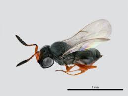 Attēlu rezultāti vaicājumam “Macrosteles sp. imago”