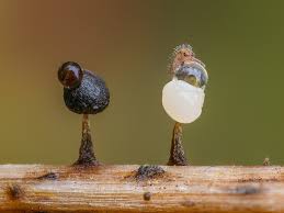 Attēlu rezultāti vaicājumam “Physarum diderma macro”