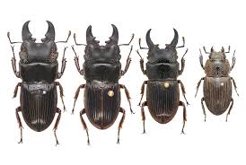 Attēlu rezultāti vaicājumam “Lycogala persicum young”