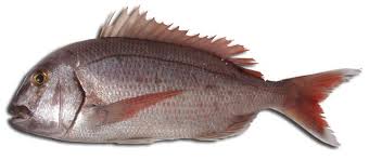 Image result for Pagrus pagrus