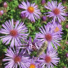 Attēlu rezultāti vaicājumam “Symphytocarpus impexus young”