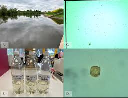 Image result for Ross On Wye Sac