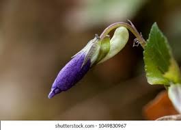 Attēlu rezultāti vaicājumam “Viola rupestris bud”