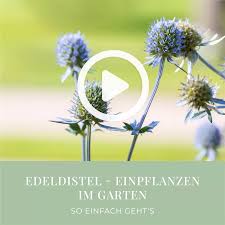 Image result for Edeldistel