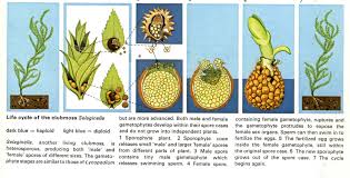 Attēlu rezultāti vaicājumam “Seligeria donniana sporophyte”