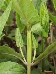 Attēlu rezultāti vaicājumam “Scutellaria galericulata leaf”