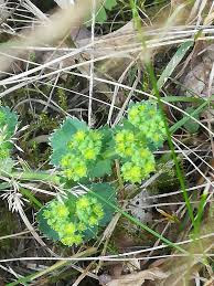 Attēlu rezultāti vaicājumam “Alchemilla vulgaris aggr. flower”