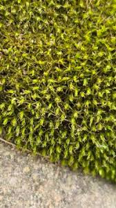 Attēlu rezultāti vaicājumam “Didymodon rigidulus”