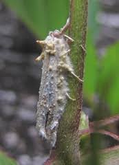 Attēlu rezultāti vaicājumam “Akanthomyces aculeatus”