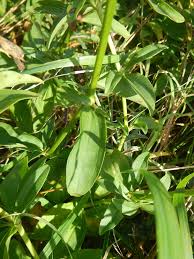 Attēlu rezultāti vaicājumam “Saponaria officinalis leaf”