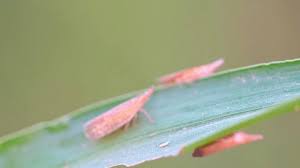 Attēlu rezultāti vaicājumam “Sacchiphantes abietis”