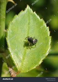 Attēlu rezultāti vaicājumam “Heliophanus sp.”