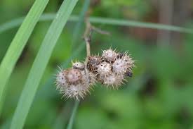 Attēlu rezultāti vaicājumam “Diplolepis bicolor”