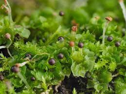 Attēlu rezultāti vaicājumam “Fossombronia wondraczekii”