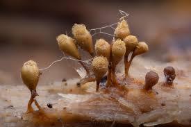 Attēlu rezultāti vaicājumam “Hemitrichia clavata macro”