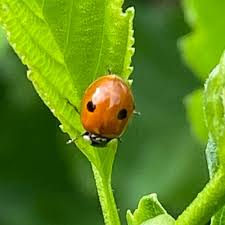 Attēlu rezultāti vaicājumam “Adalia bipunctata imago”