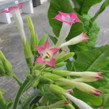 Attēlu rezultāti vaicājumam “Nicotiana tabacum flower”