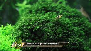 Attēlu rezultāti vaicājumam “Fissidens”