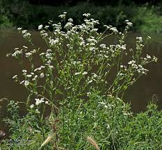 Attēlu rezultāti vaicājumam “Erigeron annuus”