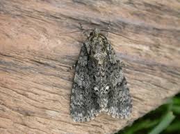 Attēlu rezultāti vaicājumam “Acronicta rumicis”