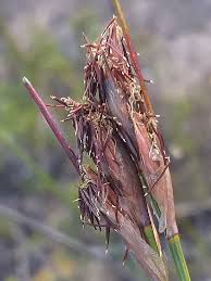 Attēlu rezultāti vaicājumam “Schoenus ferrugineus flower”