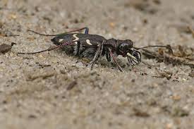 Attēlu rezultāti vaicājumam “Cicindela sylvatica”