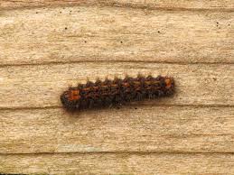 Attēlu rezultāti vaicājumam “Eilema griseola larva”