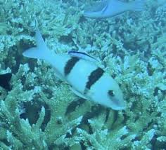 Image result for Parupeneus trifasciatus