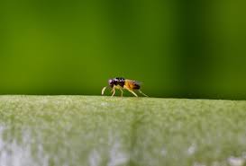 Attēlu rezultāti vaicājumam “Athelia pyriformis”