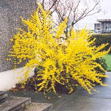 Attēlu rezultāti vaicājumam “Forsythia”