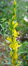 Image result for Genista tinctoria