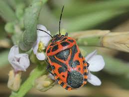 Attēlu rezultāti vaicājumam “Eurydema dominulus imago”