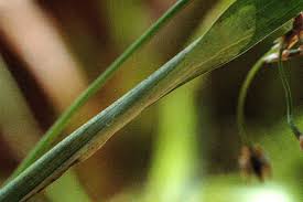 Attēlu rezultāti vaicājumam “Luzula pilosa leaf”