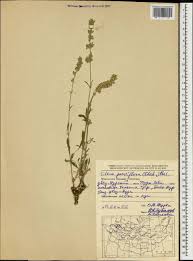 Attēlu rezultāti vaicājumam “Silene borysthenica”