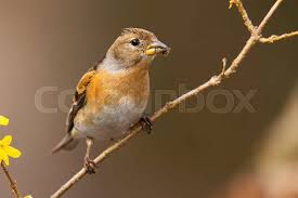 Attēlu rezultāti vaicājumam “Fringilla montifringilla female”