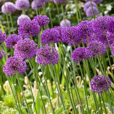 Attēlu rezultāti vaicājumam “Allium holandicum bud”