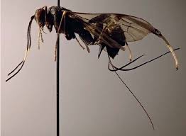 Attēlu rezultāti vaicājumam “Melandrya dubia”