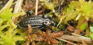Attēlu rezultāti vaicājumam “Carabus clathratus”
