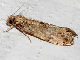 Attēlu rezultāti vaicājumam “Morophaga choragella”