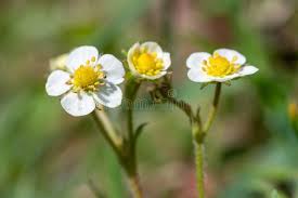 Attēlu rezultāti vaicājumam “Fragaria vesca flower”