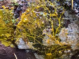 Attēlu rezultāti vaicājumam “Badhamia capsulifera var. arborea macro”