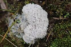 Attēlu rezultāti vaicājumam “Didymium spongiosum var. dictyospora”