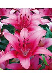 Image result for Lilie