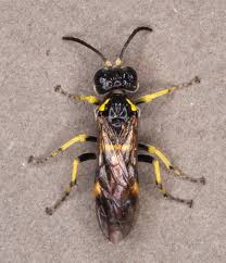 Attēlu rezultāti vaicājumam “Tenthredo campestris female”
