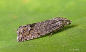 Attēlu rezultāti vaicājumam “Cydia splendana”